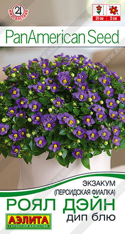 Экзакум (Персидская фиалка) Роял дэйн дип блю (2029)