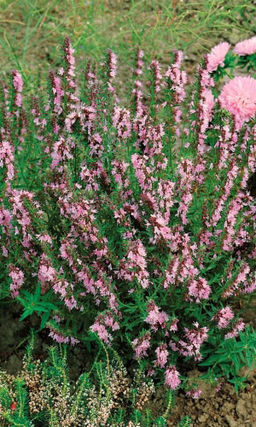 Иссоп РОЗОВЫЙ ФЛАМИНГО И глаз радует и тело лечит! Ценный медонос! Крайне неприхотлив!