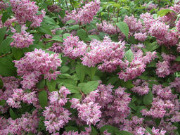 Дейция изящная Перл Роуз 30-50 см, горшок Р9