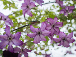 Клематис Super Nova (Супер Нова) - Долина роз фото 3