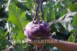 Капуста кольраби Виолета - Партнер фото 4