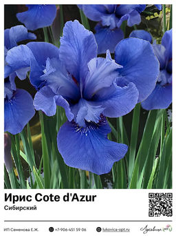 Ирис Cote dAzur (Сибирский)