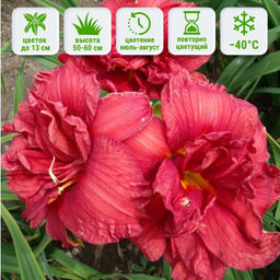 Лилейник Дабл Файркрэкер