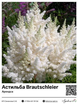 Астильба Brautschleier (Арендса)