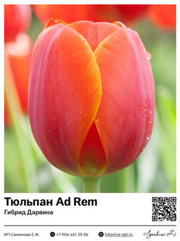 Тюльпан Ad Rem (Гибрид Дарвина)