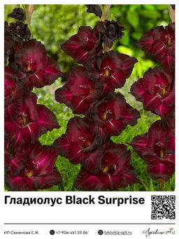 Гладиолус Black Surprise