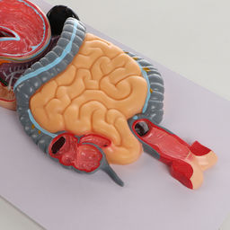 Анатомическая модель «Макет пищеварительной системы человека», 90×32 см