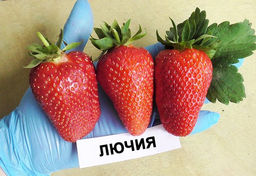Клубника Лючия