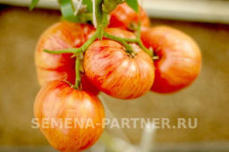 Томат Винтаж - Партнер фото 7