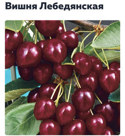 Вишня Лебедянская (саженец с этикеткой) 1шт