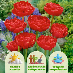 Тюльпан Миранда