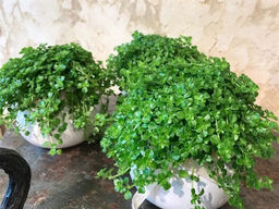 Пилея Депресса