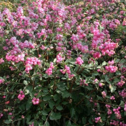 Снежноягодник доренбоза Мэджикал Пинк Кушион С5