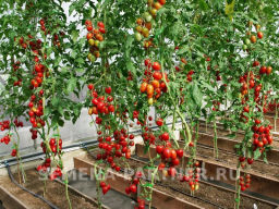 Томат Джур-Джур - Партнер фото 7