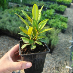 Рододендрон Марианна Фон Вайцзеккер - Долина роз фото 5