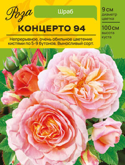 Роза Концерто 94 (Шраб) С ЦВ.НАКЛЕЙКОЙ 1шт