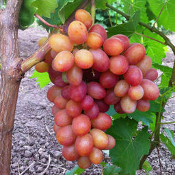 Виноград Гран При (коробка) 1шт