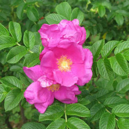 Роза морщинистая "Рубра" 2 года ЗКС тара 2л