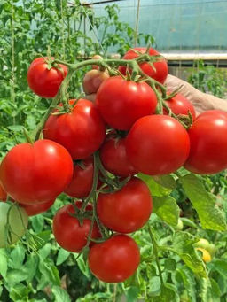 Томат Анюта F1 10шт. (Семко)