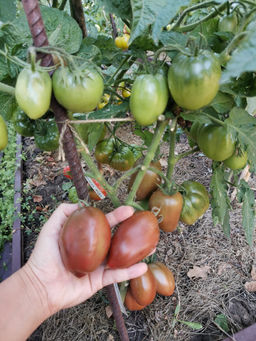 Гном Альмандин