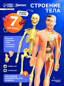 Набор для опытов Строение тела, анатомия человека - Эврики фото 12