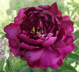 ПИОН В.ф.тёрнер Разбор 2/3 n Кол-во упак., шт 1