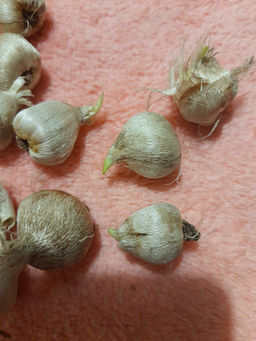 Спараксис трехцветный микс 10 шт