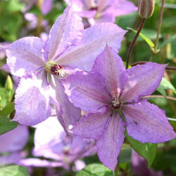 Клематис Маргарет Хант - Долина роз фото 4