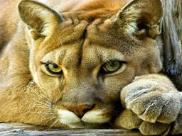 Вышивка крестиком 40х50см, Ласковая пума