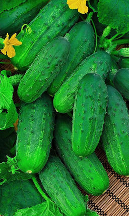Огурец ГАРАНТ Славный урожай сладких зеленцов! И в салат, и на засол! Плодоносит до осени!