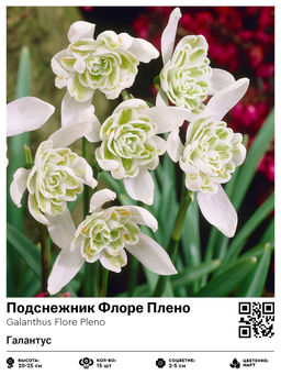 Подснежник Flore Pleno (Галантус) - Голландские луковицы фото 2