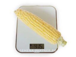 Кукуруза Саммер Свит - Партнер фото 6