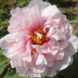 Пион древовидный Персик Под Снегом