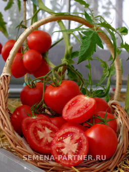 Томат Лолита - Партнер фото 3