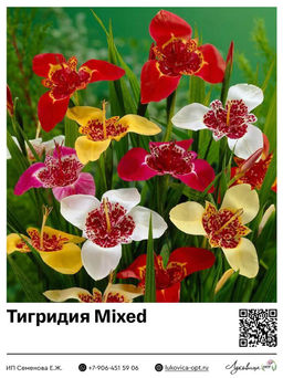 Тигридия Mixed