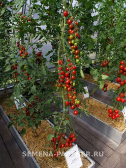 Томат Джессика - Партнер фото 7