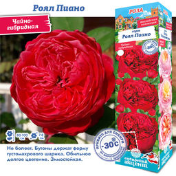 Роза Роял Пиано (Чайно-гибридная) 1шт