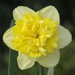 НАРЦИСС Фулл Хаус Разбор 12/14 Кол-во 
 упак., шт 5