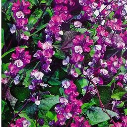 Бобы Фиолетовые гирлянды гиацинтовые --- А/З Одн