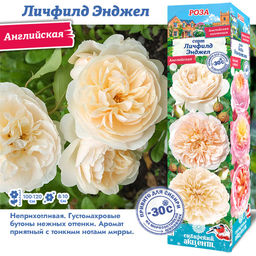 Роза Личфилд Энджел (Английская) 1шт