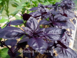 Базилик Рози фиолетовый - Партнер фото 3