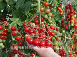 Томат Карамелла - Партнер фото 6