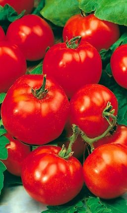 Томат КРАСНАЯ ШАПОЧКА Каждый куст, словно шапкой, покрыт множеством алых плодов! А как хорош в засолке!