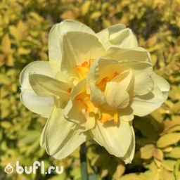 Нарцисс Tahiti (3 луковицы) - Bufl фото 2