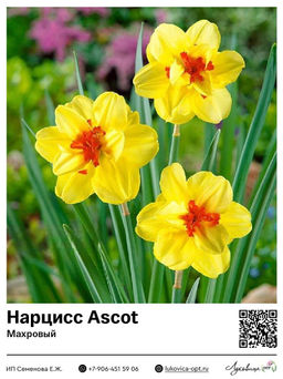 Нарцисс Ascot (Махровый)