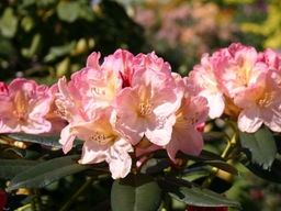 Рододендрон Percy Wiseman (Перси Вайсман) - Долина роз фото 5