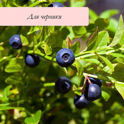 Сито для очистки ягод, d=36 см, h=7.6 см, пластик