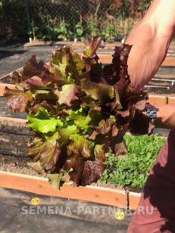 Салат листовой Роселла - Партнер фото 3