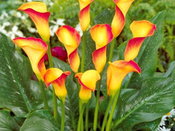 Калла Peach Chiffon (Пич Шиффон)