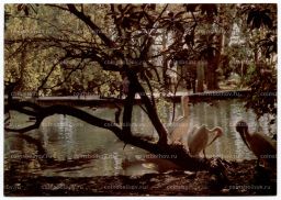 Открытка Гагра  Парк